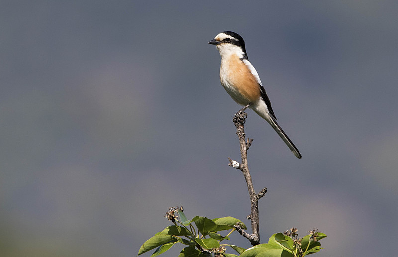 Masked Shrike - Lesvos 2015