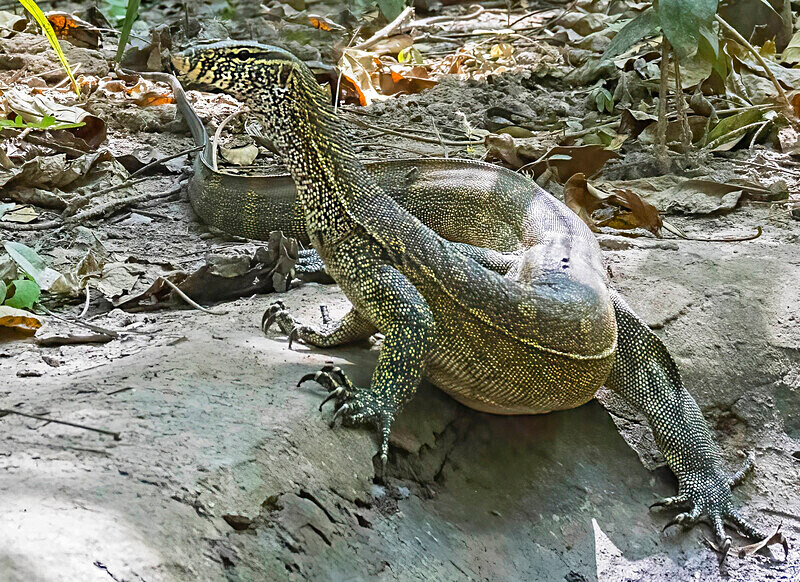 Monitor Lizard - The Gambia Nov/Dec 2023