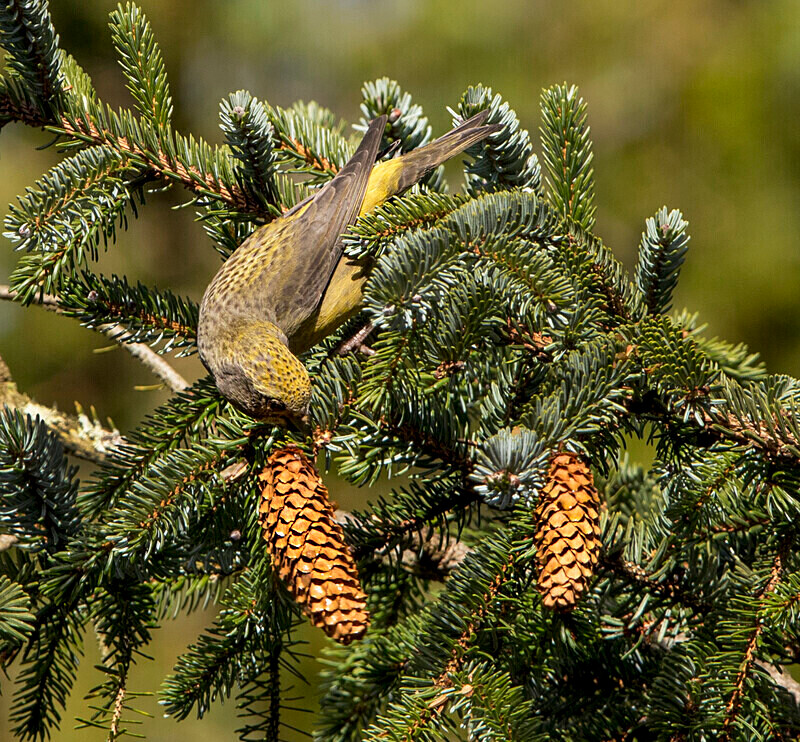Common Crossbill - Crossbills