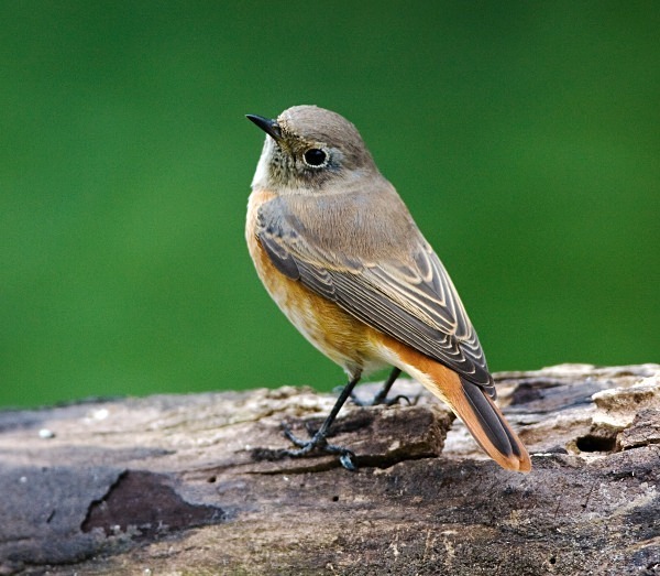 Female Common Redstart - Common & Black Redstarts
