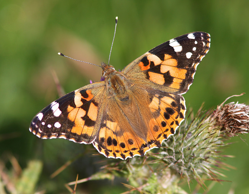 Painted Lady - Butterflies