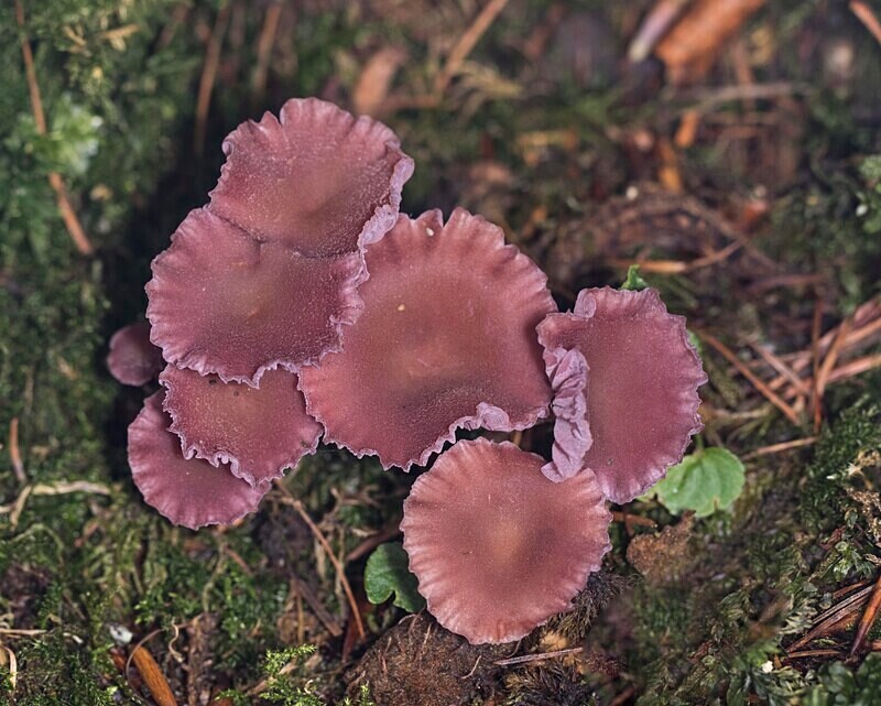 Amethyst Deceiver - Caps