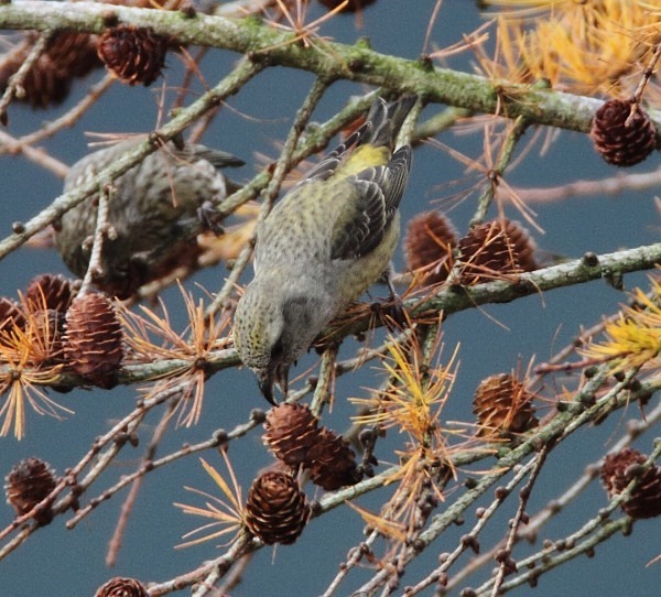 Female Crossbill - Crossbills