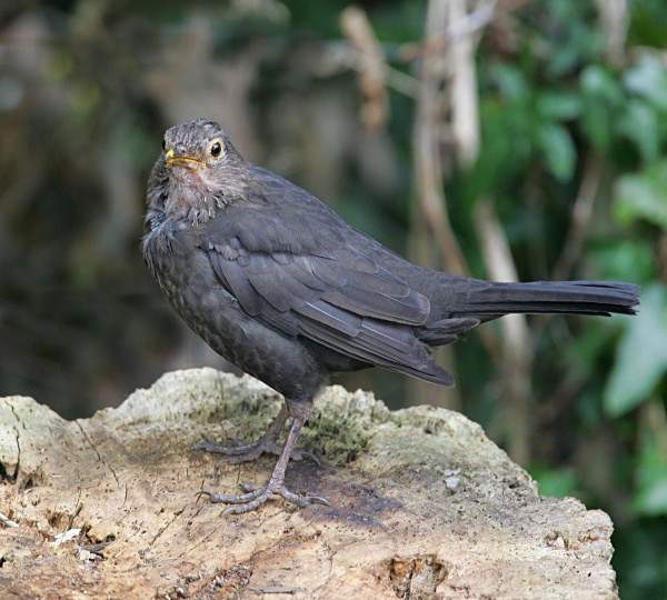 Juv Blackbird - Thrushes & Ouzels