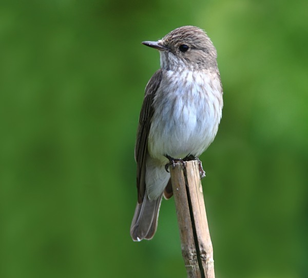 Spotted Flycatcher - Flycatchers