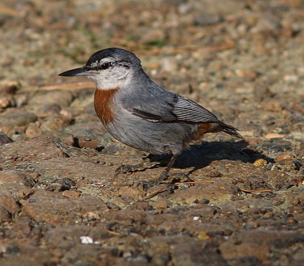 Kruper's Nuthatch - Lesvos 2011