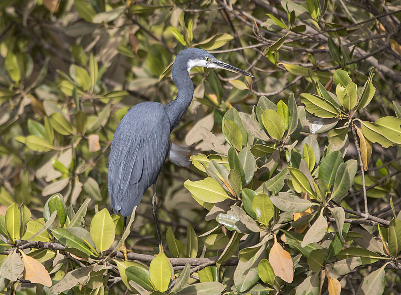 Western Reef Egret. - The Gambia 2018