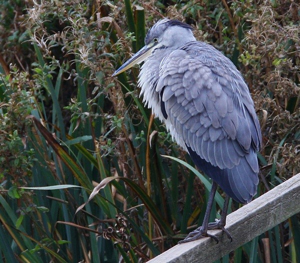 Grey Heron - Herons, Egrets, Rails & Divers