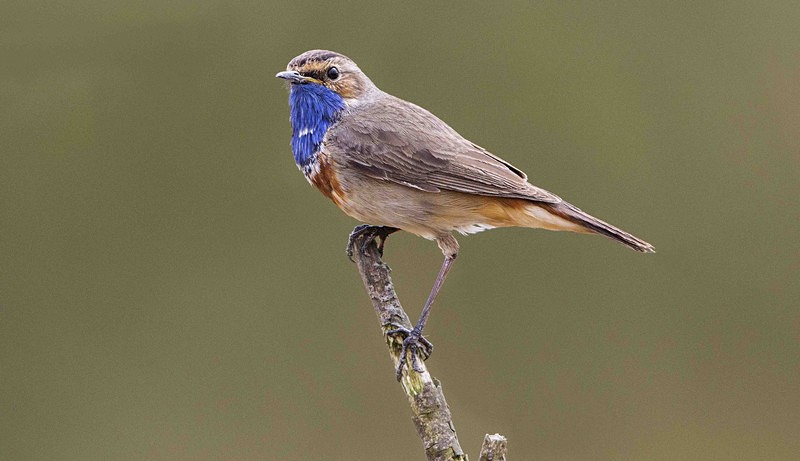 Male Bluethroat - Netherlands 2016