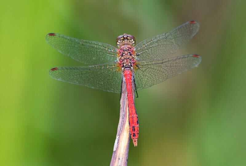 Ruddy Darter. - Dragonflies and Damselflies