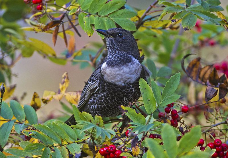 Female Ring Ouzel (1) - Thrushes & Ouzels