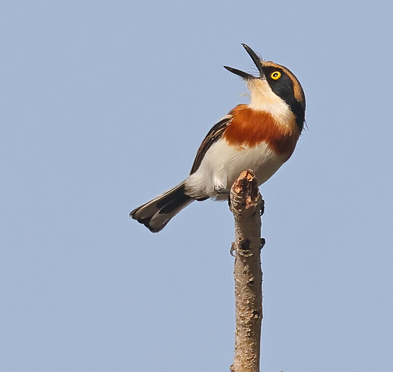 Senegal Batis (F) - The Gambia Januarry 2026