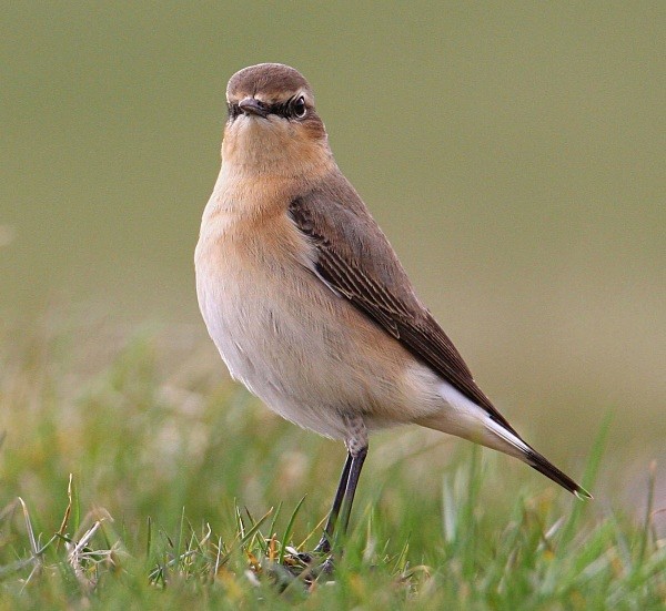 Northern Wheatear - Chats, Sparrows & Starlings
