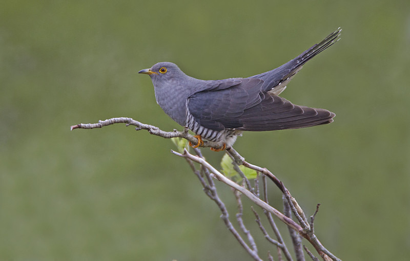 Male Cuckoo - Cuckoos
