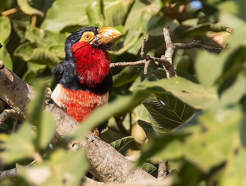 Beardet Barbet - The Gambia Nov/Dec 2023