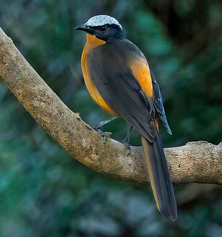 White Crowned Robin Chat - The Gambia Nov/Dec 2023