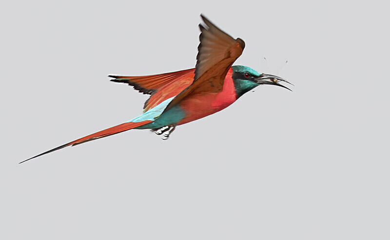 Northern Carmine Bee Eater - The Gambia Januarry 2026