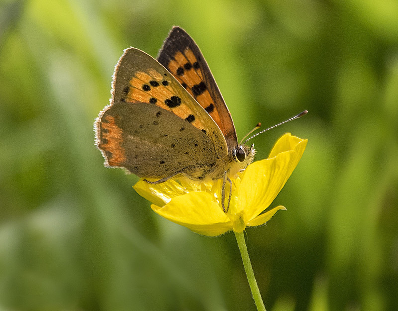 Small Copper - Butterflies