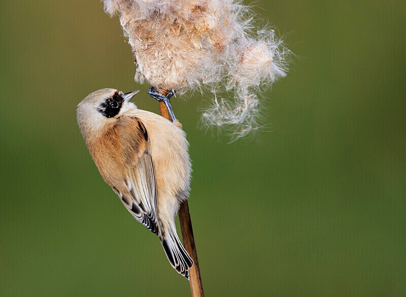 Male Penduline Tit - Crests & Tits