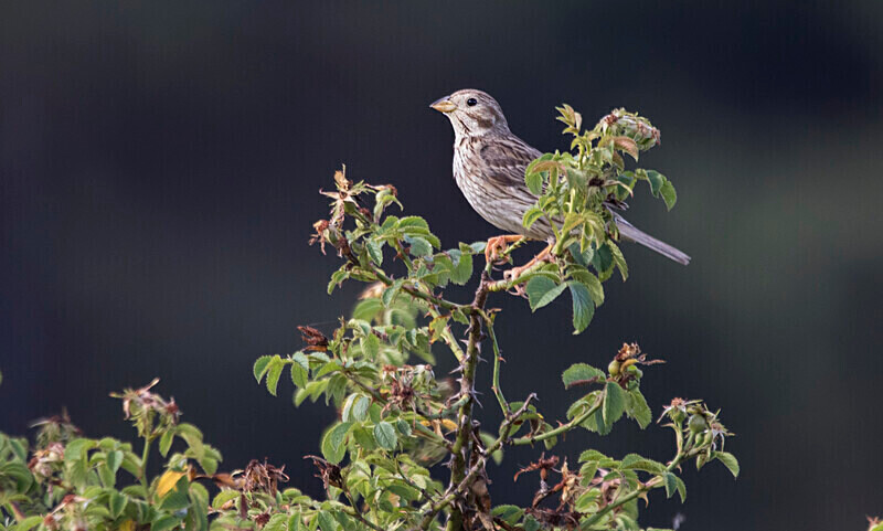 Corn Bunting - Bulgaria and Romania 2019