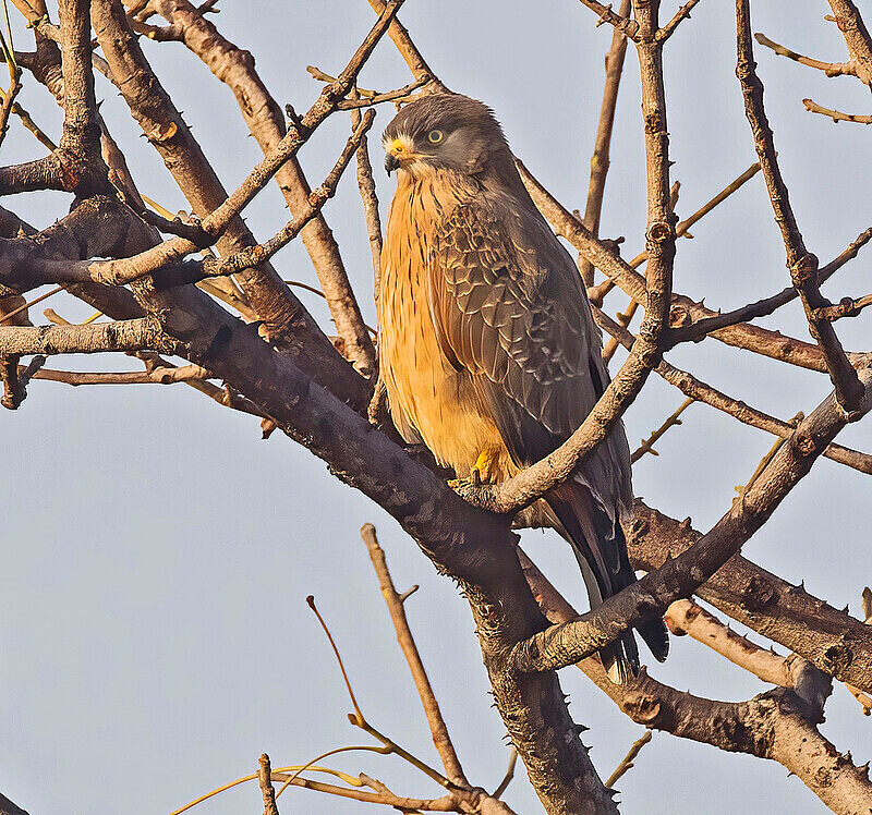 Grasshopper Buzzard - The Gambia Nov/Dec 2023