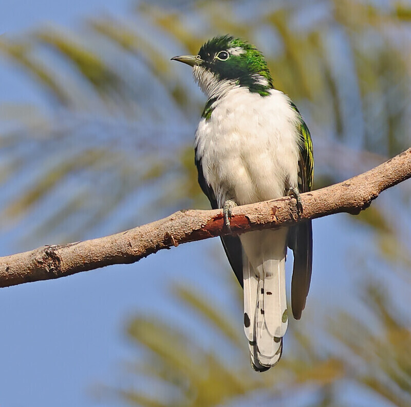 Klaas's Cuckoo - The Gambia Januarry 2026