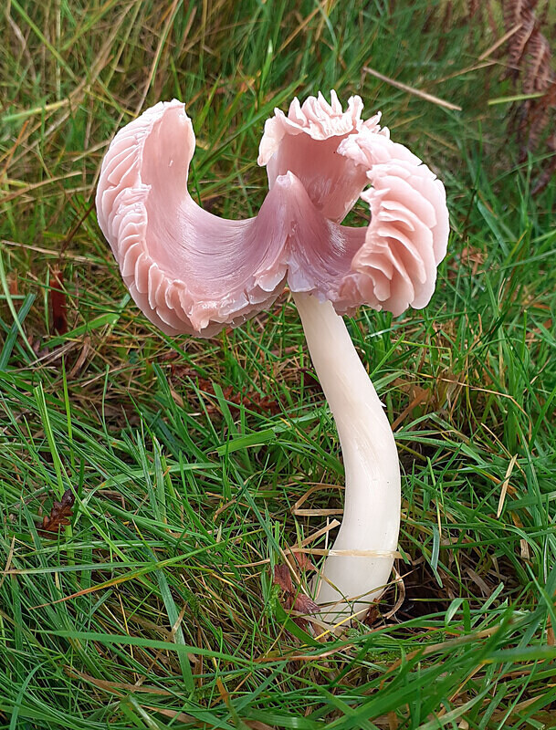 Pink Waxcap - Waxcaps