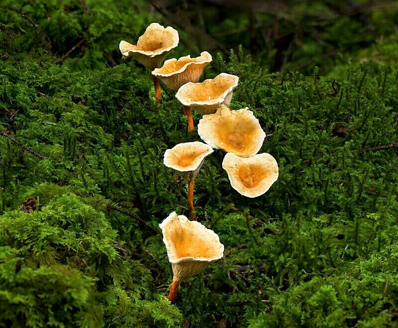 False Chanterelle. - Caps