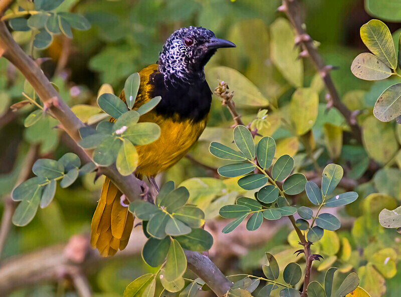 Oriole Warbler - The Gambia Nov/Dec 2023