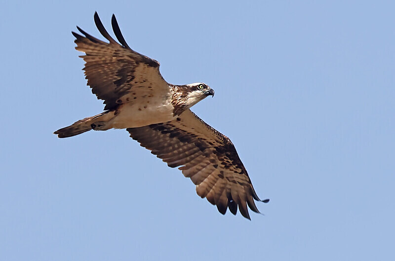 Osprey - The Gambia Januarry 2026