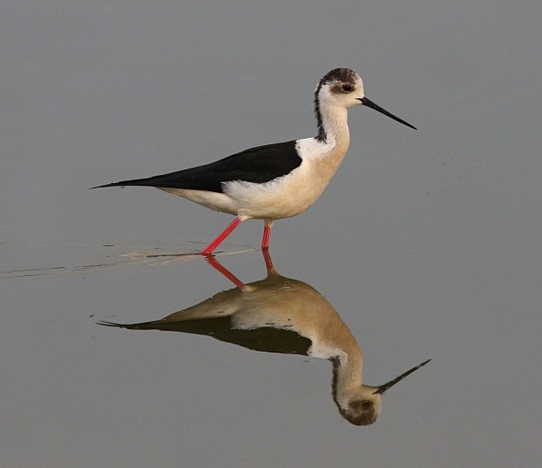 Black Winged Stilt - Lesvos 2011