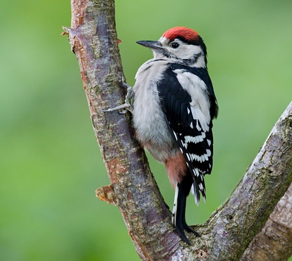 Great Spotted Woodpecker - Juvenile Birds