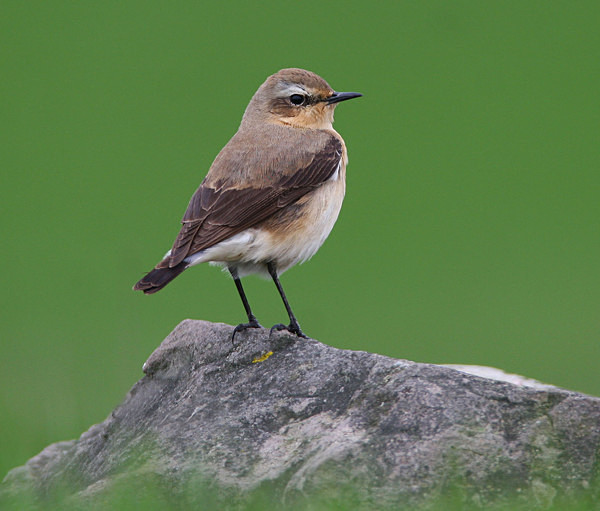 Northern Wheatear - Chats, Sparrows & Starlings