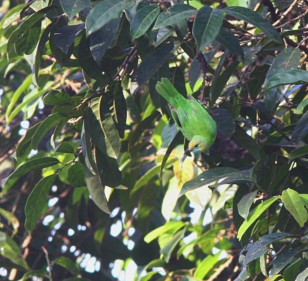 Jerdons Leafbird - Indian Birds