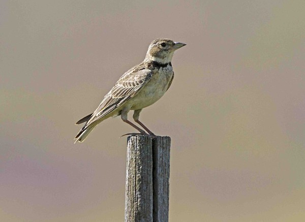 Calandra Lark - Extremadura, Spain