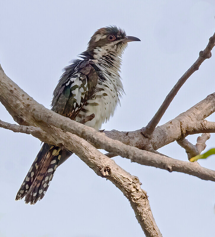Klass's Cuckoo - The Gambia Nov/Dec 2023