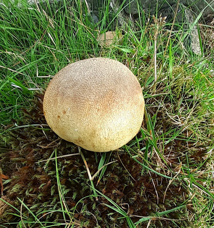 Common Earthball - Puffballs and Earthballs