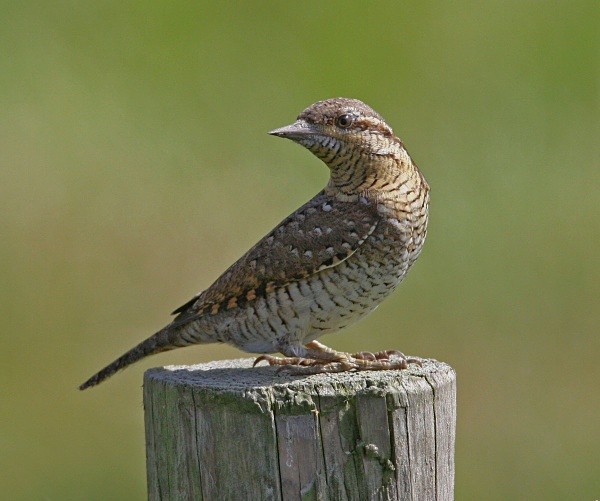 Wryneck - Woodpeckers & Wrynecks