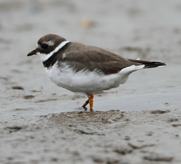 Ringed Plover - Waders and Plovers
