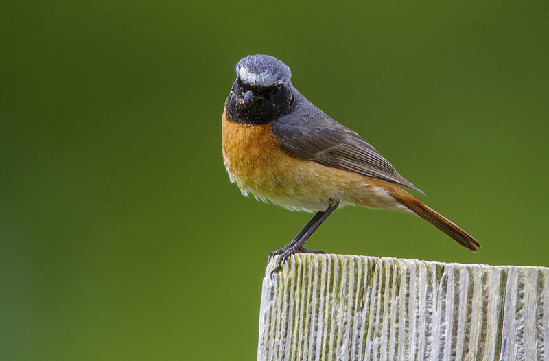 Male Common Redstart - Spring birds around the Brecon Beacons