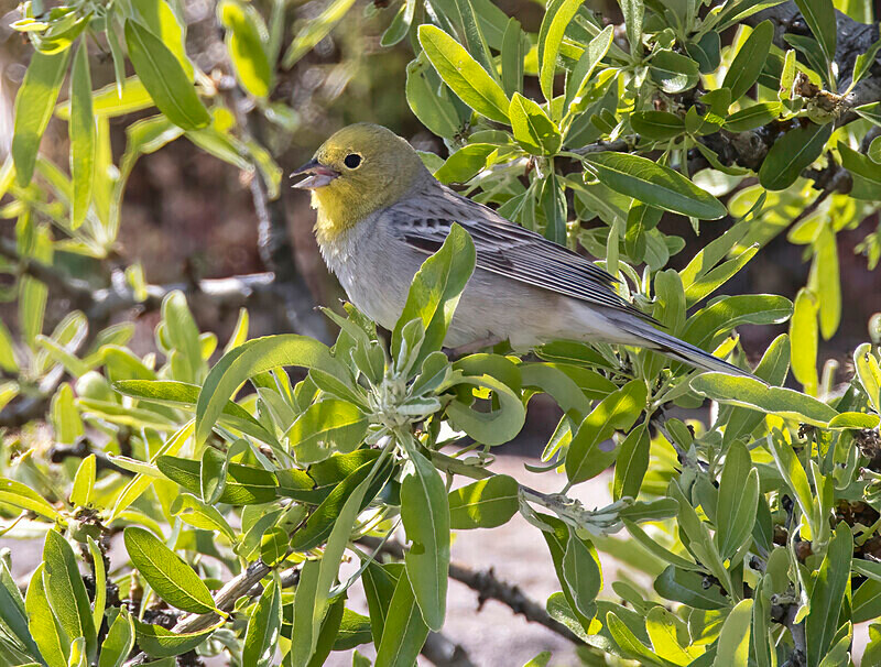 Cinereous Bunting. - Lesvos April/May 2023