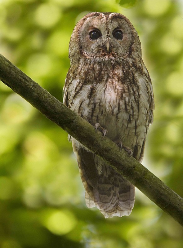 Adult - Owls, Raptors, Corvids & Doves