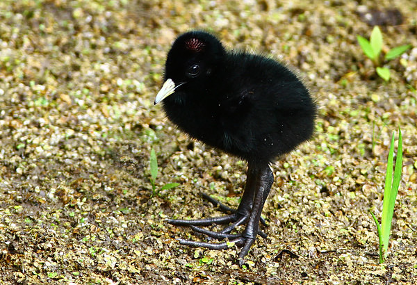 Water Rail chick - Herons, Egrets, Rails & Divers