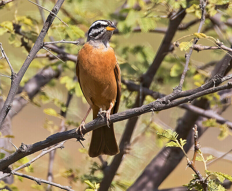 Cinammon Breasted Bunting - The Gambia Nov/Dec 2023