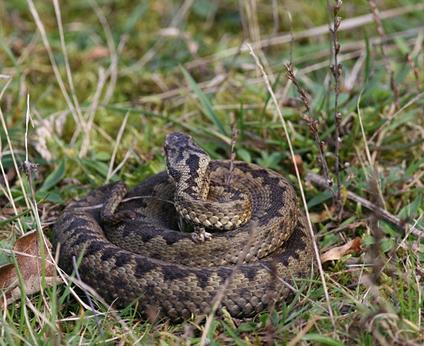 Adder slightly stirring after hearing my footsteps - From around the UK