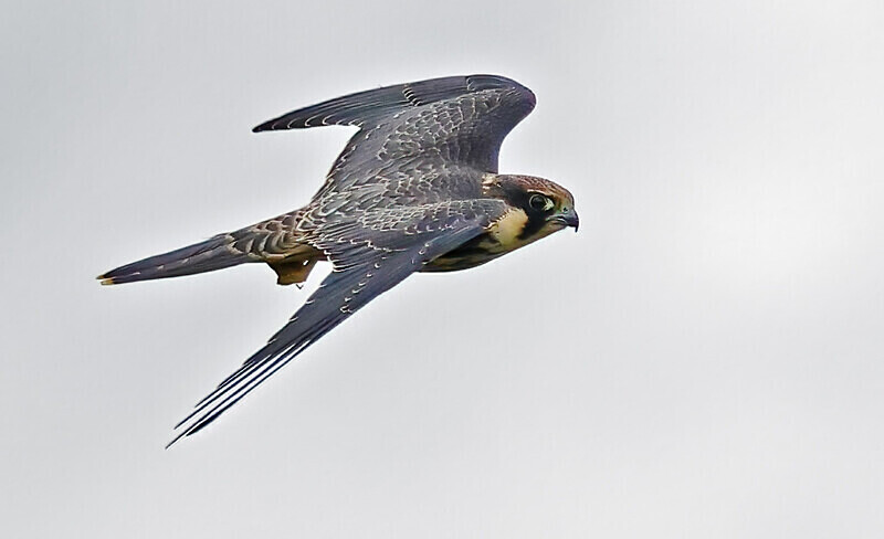 Hobby - Owls, Raptors, Corvids & Doves