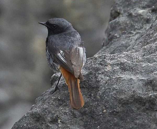 Black Redstart - Common & Black Redstarts