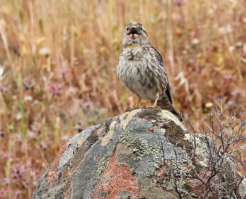 Rock Sparrow - Lesvos 2025