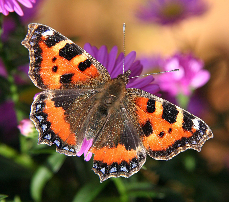 Small Tortoiseshell - Butterflies