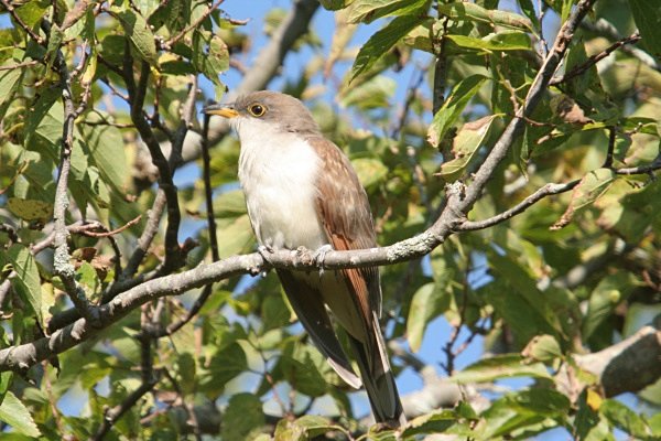 Yellow Billed Cuckoo - USA Birds